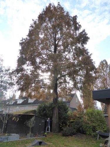 IMG-20221109-WA0001
